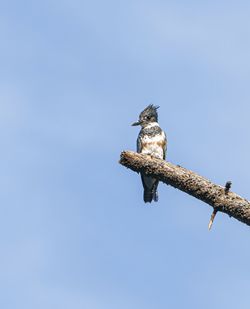 Low angle view of bird perching on branch against sky