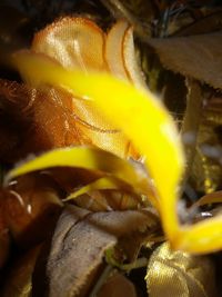 Close-up of yellow caterpillar on plant