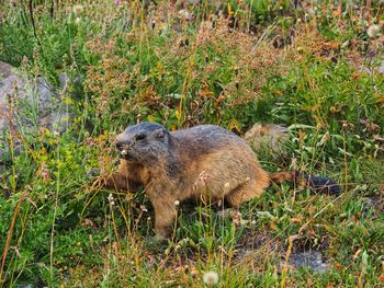 Close-up of meerkat on field