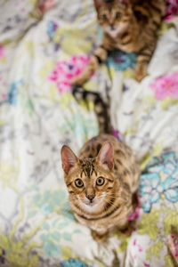 High angle portrait of cats sitting on bed