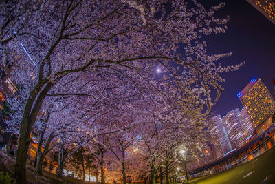 Low angle view of trees by illuminated building against sky at night