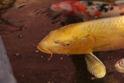 High angle view of koi carps swimming in pond