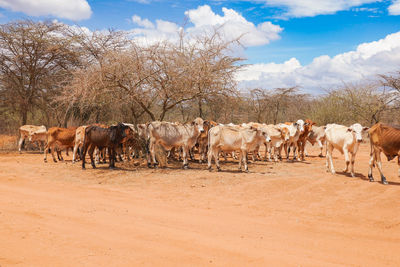 A herd of masai cows grazing in the wild at nanyuki, kenya