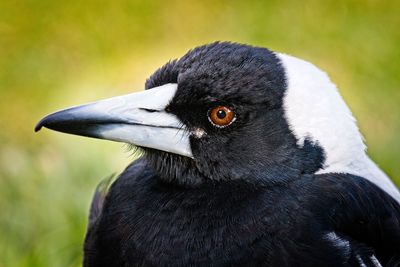 Close-up of a bird