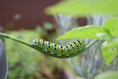 Close-up of insect on leaf