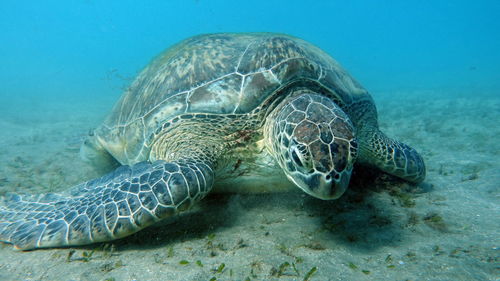 Close-up of turtle swimming in sea