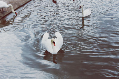 High angle view of swans swimming in lake