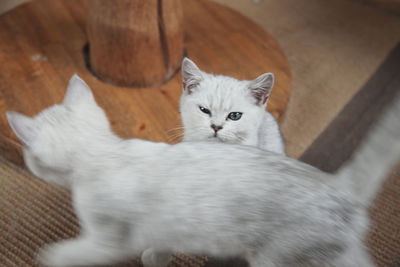 High angle portrait of a cat