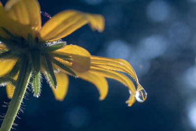 Close-up of raindrops on yellow flower