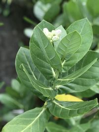 Close-up of green leaves on plant