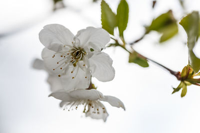 Close-up of white cherry blossom tree