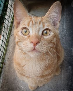 Close-up portrait of a cat