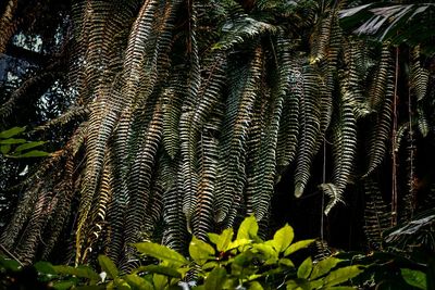 Low angle view of plants