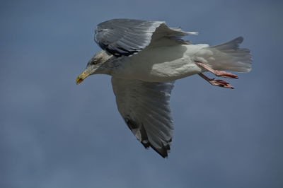 Low angle view of seagull flying