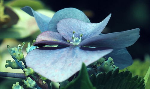 Close-up of flower blooming outdoors