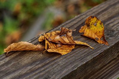 Close-up of dry leaf on wood