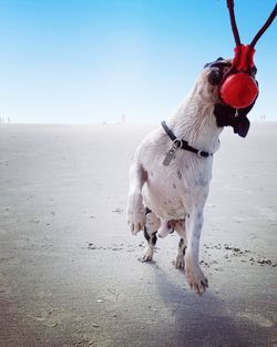 Close-up of a dog chewing on a toy