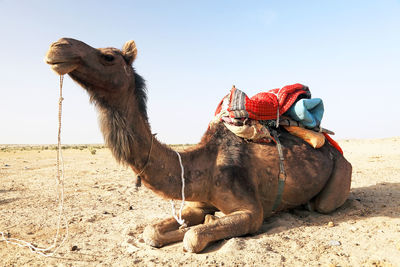 Full length of camel resting on sand