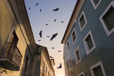 Flock of birds flying among the colonial houses of the historic center during sunrise