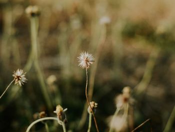 Close-up of white dandelion flower