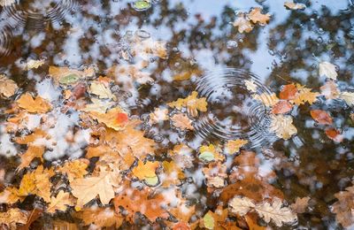 Close-up of autumn leaves floating on water