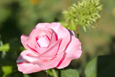 Close-up of pink rose