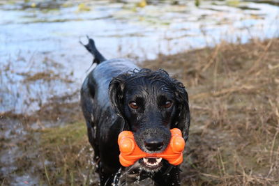 Dog by lake