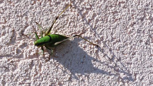 Close-up of insect on leaf