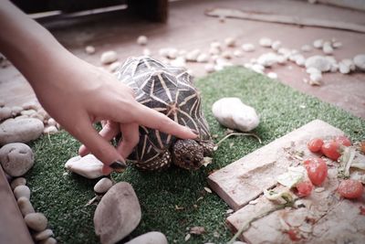 Cropped hand of woman touching turtle at home