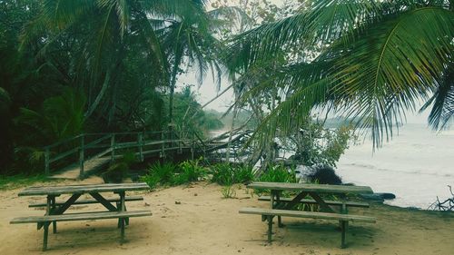 Trees on beach against sky