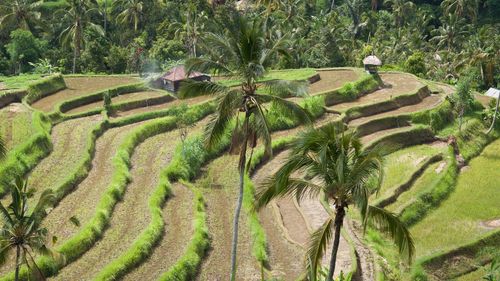 High angle view of rice terraces