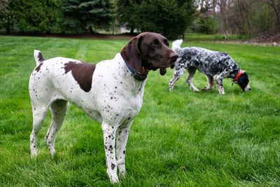 Dogs on grassy field