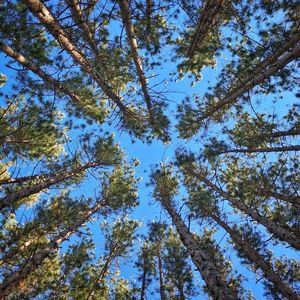 Low angle view of trees against clear blue sky