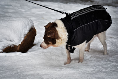 Dog on snow covered landscape during winter