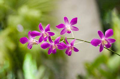 Close-up of pink flowering plant