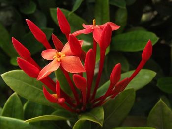 Close-up of red flower