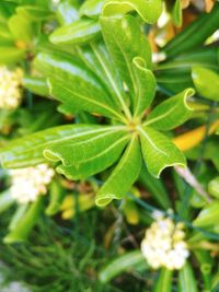 High angle view of plant leaves