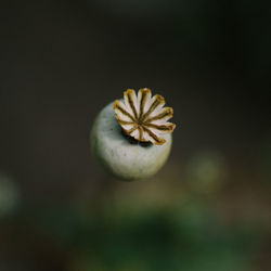 Close-up of white flowering plant