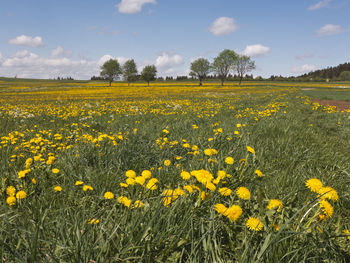 Scenic view of yellow flower field against sky