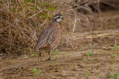 Bird perching on a field