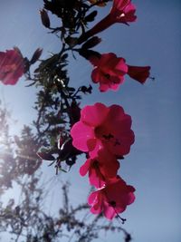 Low angle view of pink flowers blooming on tree