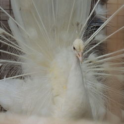 Close-up of peacock