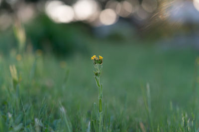 Close-up of yellow flowering plant on field