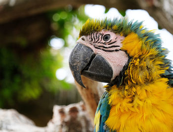 Close-up portrait of a parrot