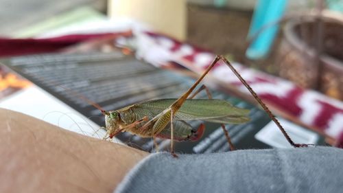 Close-up of insect on hand