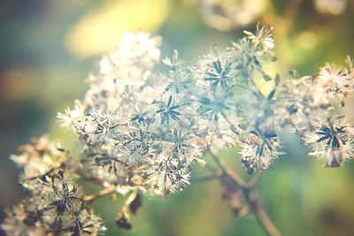 Close-up of white flowers