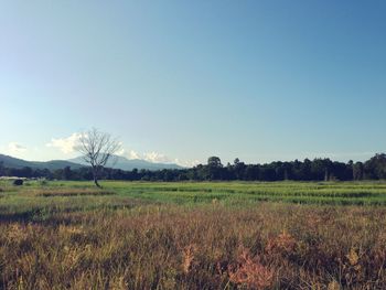 Scenic view of field against clear sky