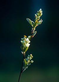 Beautiful blossoming tree branches in the spring. natural scenery with tree flower closeup.