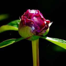 Close-up of wet rose blooming outdoors