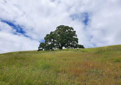 Tree on field against sky